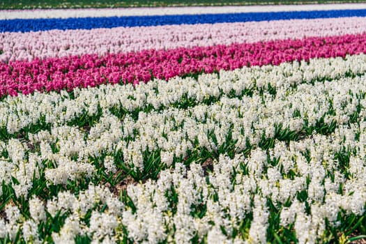 A breathtaking landscape of a vast field blanketed in blooming white daffodils, enhancing the allure of the picturesque Dutch countryside with its natural beauty and charm.