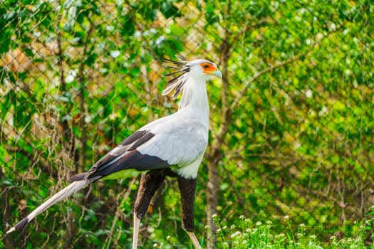 A detailed close-up portrait of a secretary bird, showcasing its unique features including long legs, black crest, and sharp beak, against a blurred natural background.