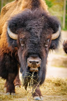 Close-up of a bison peacefully grazing on dry grass in its natural habitat. This wildlife photograph captures the beauty of the majestic animal in the wild.