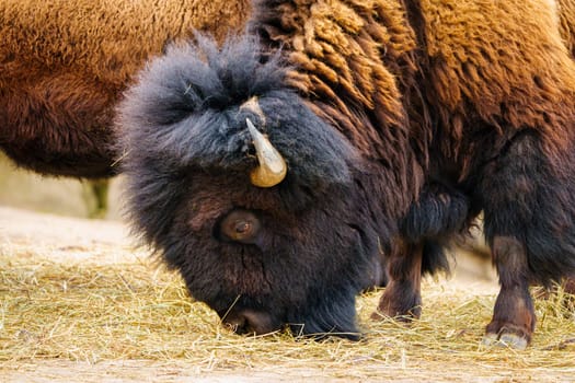 Majestic close-up of a bison gracefully grazing on dry grass in its natural habitat. The powerful and wild animal is a captivating sight in the wilderness, showcasing its immense presence and beauty.