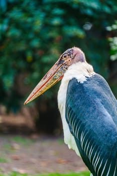 Close-up portrait of a majestic Marabou stork bird gracefully perched in its natural habitat, featuring intricate feathers, intense gaze, and rugged terrain in the background.