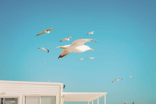 Flying seagulls on background of blue sky