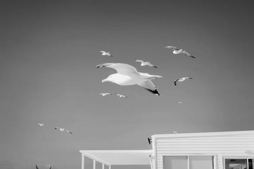 Black and white photo of flying seagulls on background of sky