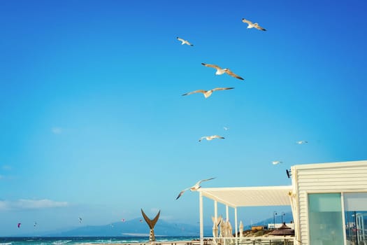 Flying seagulls on background of blue sky