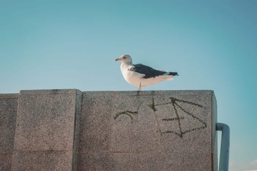 Seagull on concrete wall against blue sky background