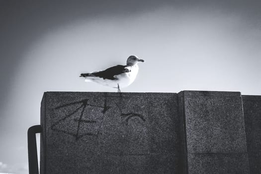 Black and white photo of seagull on concrete wall against sky background