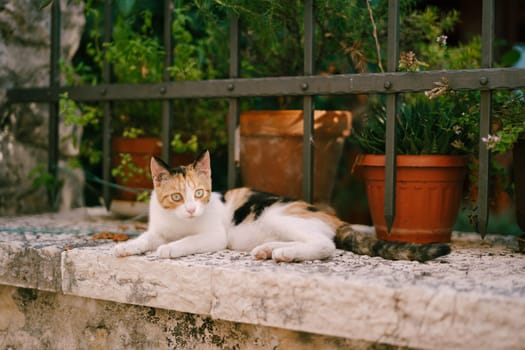 Tricolor cat lies on a stone fence near the lattice in the garden. High quality photo