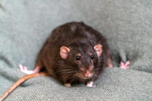 Black domestic rat Dumbo.