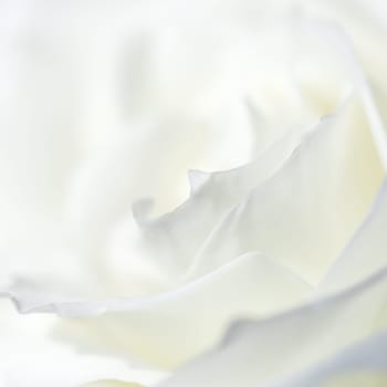 Abstract floral background, white rose flower petals. Macro flowers backdrop for holiday design. Soft focus.