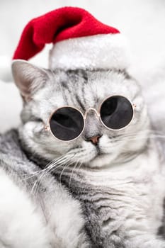 scottish straight cat in a red santa hat and dark glasses sits on a white background. Pets, Christmas stories with pets