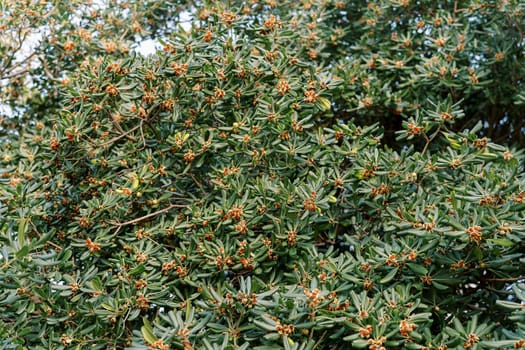 Red flowers on a green bush of a Japanese cheese wood. High quality photo