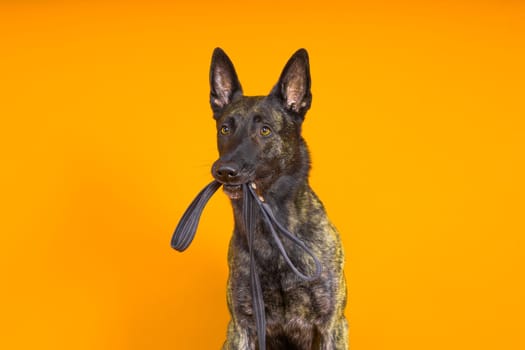 Dutch shepherd dog and leash in teeth, studio shot