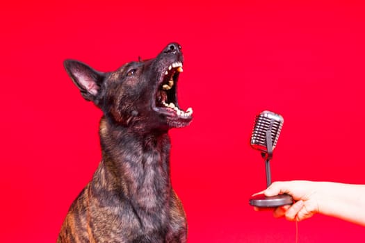 Cute singing dog Dutch shepherd in studio red yellow background