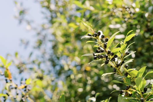 Green branches of a tree with ripe olives in the sun in the garden. High quality photo