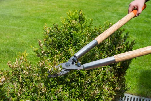 Trimming dry bushes with hand scissors. Garden care.