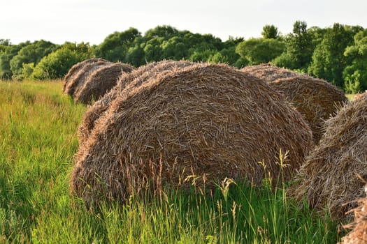 round bales of straw in field