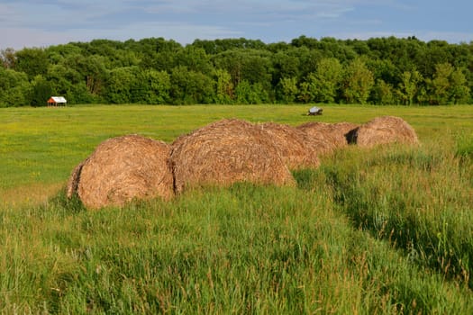 round bales of straw in field