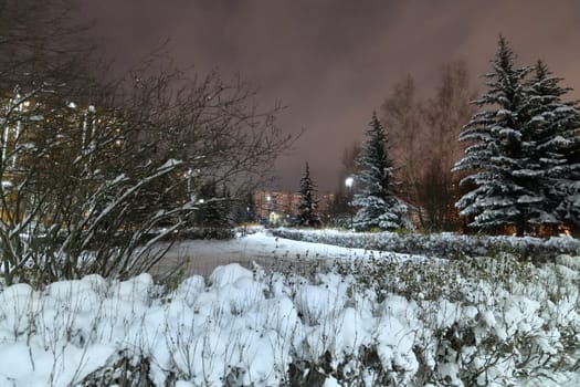 Fragment of winter city spruce park in Moscow, Russia