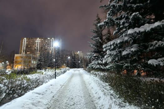 Fragment of winter city spruce park in Moscow, Russia