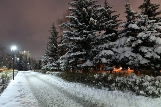 Fragment of winter city spruce park in Moscow, Russia