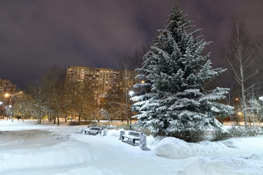 Fragment of winter city spruce park in Moscow, Russia