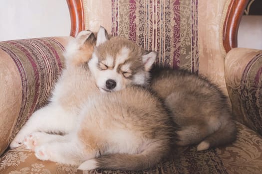 Cute Husky puppies sleeping at home.Beautiful Siberian Husky