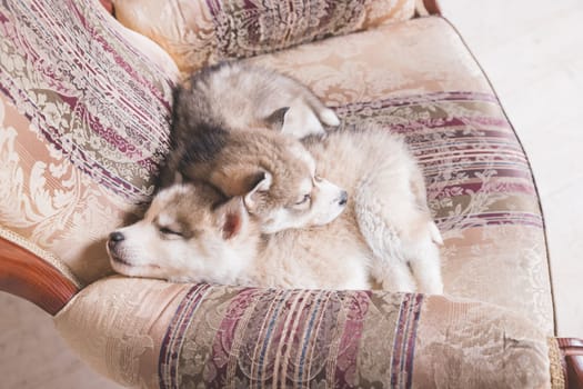 Cute Husky puppies sleeping at home.Beautiful Siberian Husky