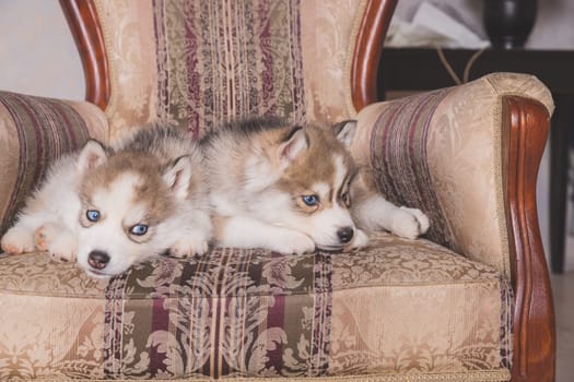 Cute Husky puppies sleeping at home.Beautiful Siberian Husky