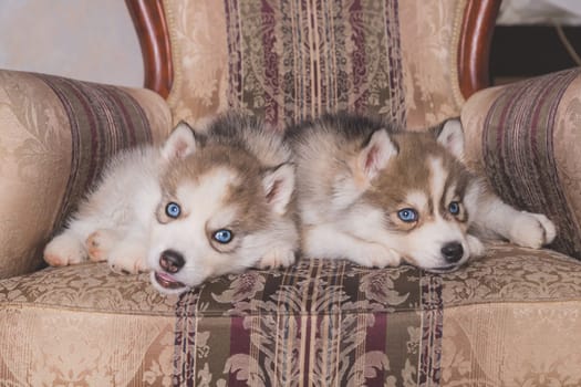 Two of siberian husky puppies sleeping under a grey blanket