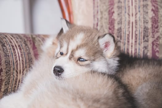 Two of siberian husky puppies sleeping under a grey blanket