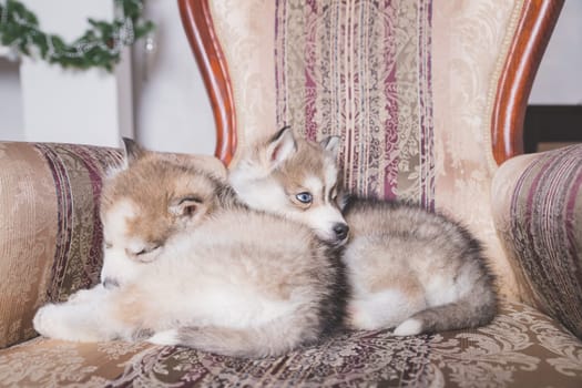 Two of siberian husky puppies sleeping under a grey blanket