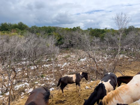 Herd of horses grazes on a lawn with dry grass. High quality photo