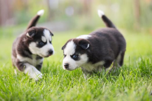 Adorable husky puppies playing in the garden. Funny puppies play outdoors.