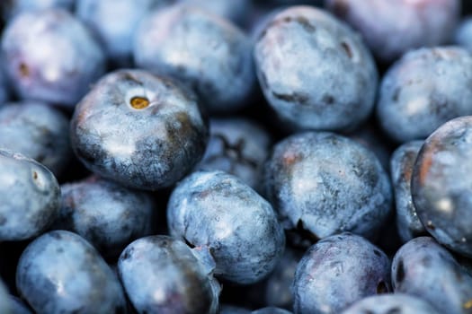 Freshly picked ripe blueberries as background. Fresh blueberry background. Bunch of blueberries.