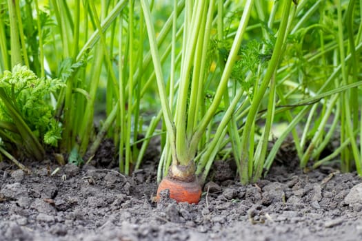 Carrot vegetable grows in the garden in the soil. Organic agriculture, farming concept.