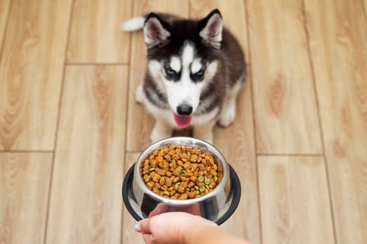 Feeding a hungry husky puppy. The owner gives his dog a bowl of pellets. Pet care.