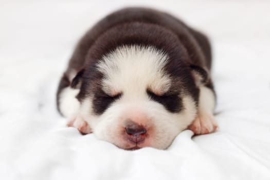 Siberian Husky puppy sleeps on a white blanket on the bed. Newborn puppy sleeping.