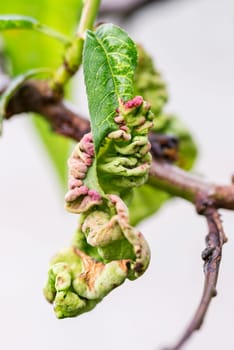 Branch of a peach tree with leaf curl caused by a fungus. Leaf disease. Taphrina deformans.
