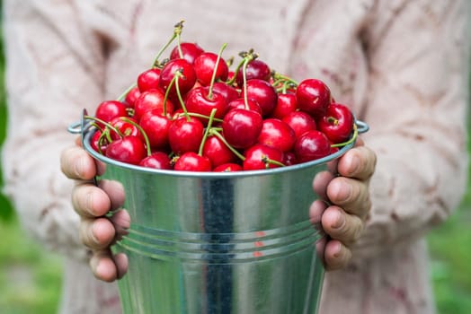 A woman is holding metal bucket with freshly picked cherries. A girl is holding a bucket with juicy ripe cherries.