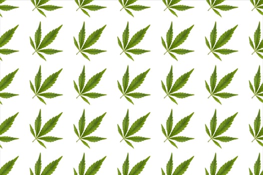 Green hemp leaves on white background. Cannabis green leaves on a white background.