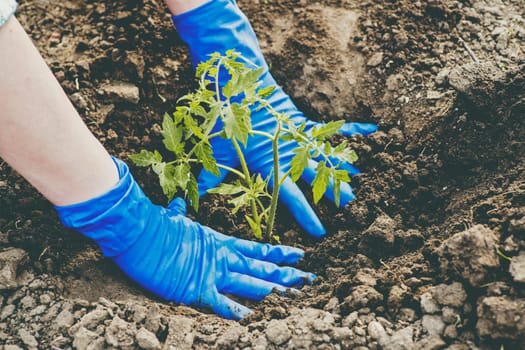 Woman planting a tomato seedling in the vegetable garden. Planting a tomato seedlings in the soil.