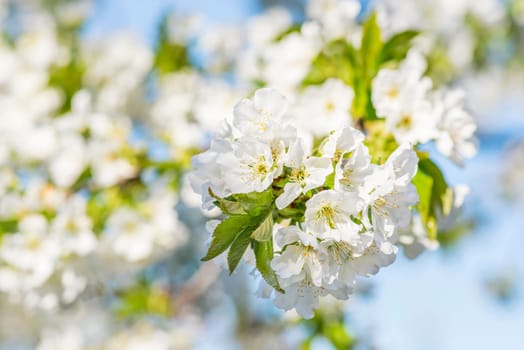 Cherry blossom in spring. Cherry flowers are blooming in the garden, closeup