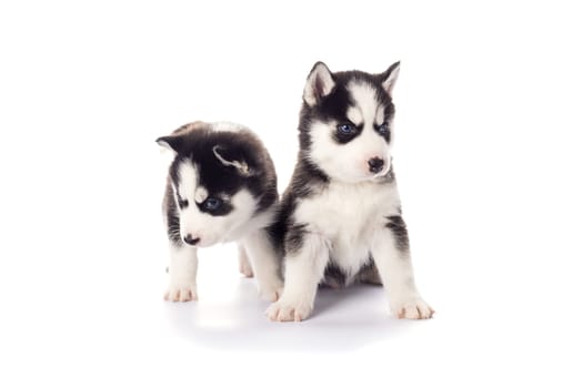 Purebred Siberian Husky puppies with blue eyes isolated on white background.