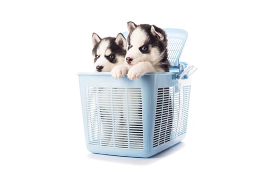 Purebred Siberian Husky puppy in a blue carry case for animals isolated on white background.