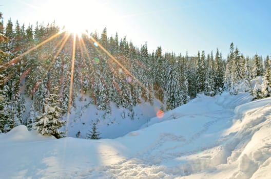 Beautiful winter landscape with snow covered treesWinter snow forest landscape. Winter snowy forest. Winter snow forest background.