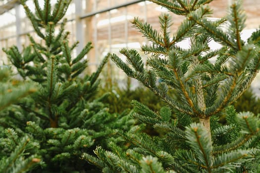 Christmas trees for sale on a market