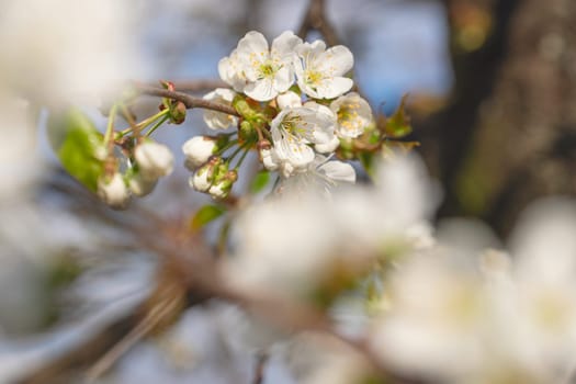 Blooming apple tree on a blurred natural background. Selective focus. Spring background with white flowers.