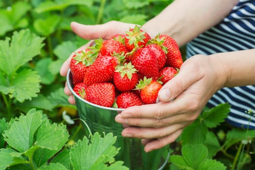 Womans hands are holding a bucket with freshly picked strawberries. Ripe organic strawberries. Harvest concept.