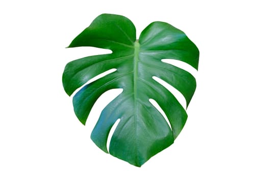 Leaves of a large tropical jungle Monstera isolated on white.