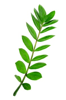 Green leaves isolated on white background. Close-up.